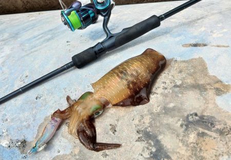 エギング秋シーズン開幕！ ～越前海岸～